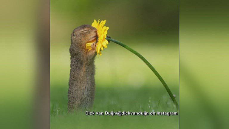 Austria flower-smelling squirrel